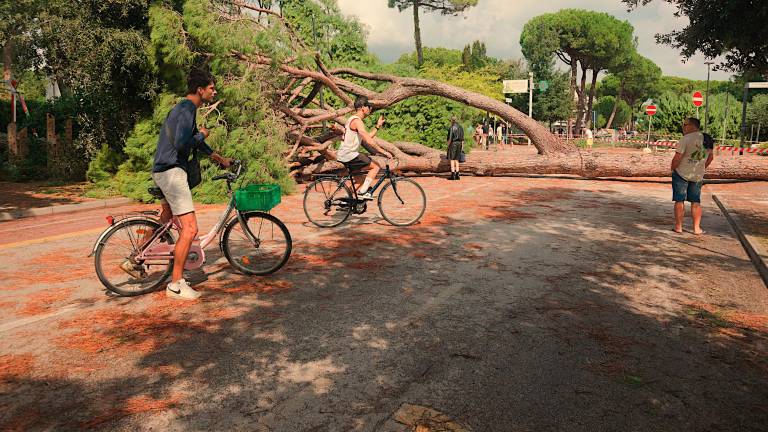 Cervia. I lavori dopo la tempesta: restano chiusi parchi alberati e pinete