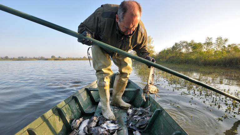 La moria di uccelli nella Valle della Canna