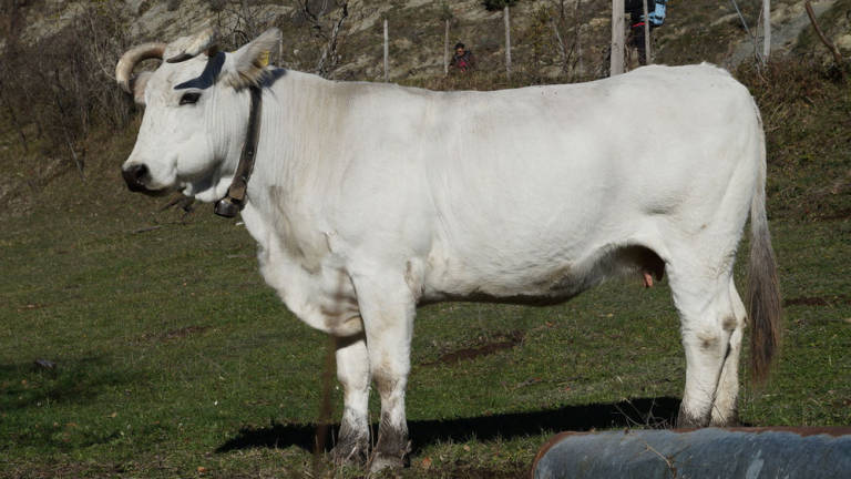 Gli allevatori di bovini, dalla razza Chianina alla Romagnola: basta ideologie, non inquiniamo così tanto