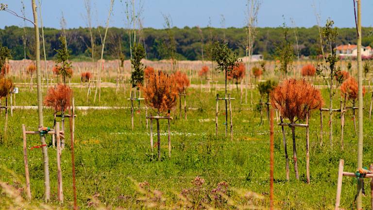 Ravenna, già secchi i pini piantati come compensazione del rigassificatore