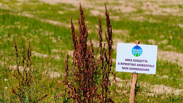 Ravenna, già secchi i pini piantati come compensazione del rigassificatore