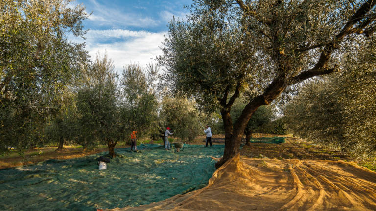 Coriano, fiera dell'oliva il 20 e 27 novembre