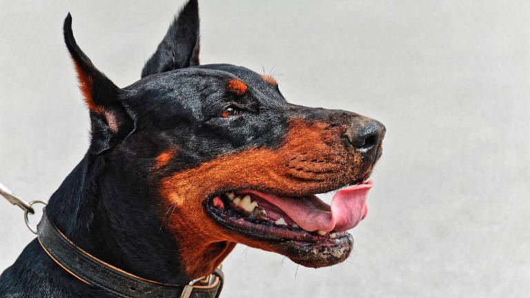 A processo per maltrattamenti nei confronti del suo dobermann. Lui si difende: «Il mio cane perdeva peso. Ho chiesto aiuto anche all’Enpa»