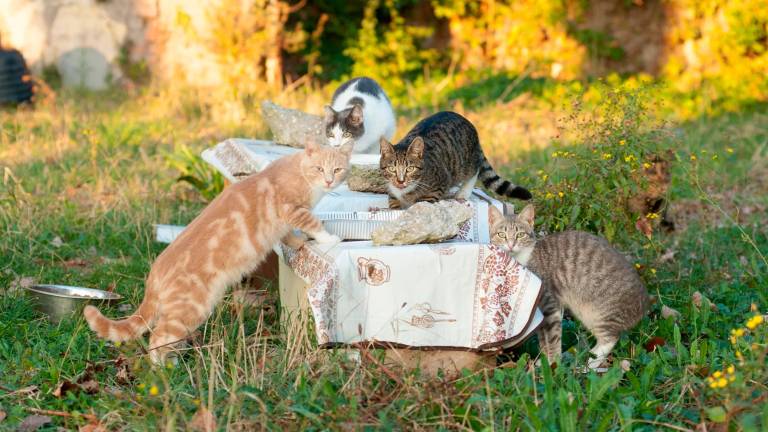 Gatti abbandonati a San Marino, scatta l’emergenza dell’Apas: “I numeri più alti in 40 anni di attività”