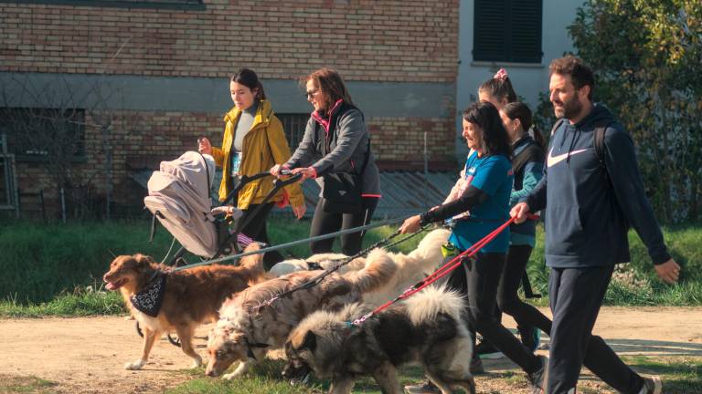Ravenna. Dogs &amp; Run, la “corsa a 6 zampe”. FOTOGALLERY