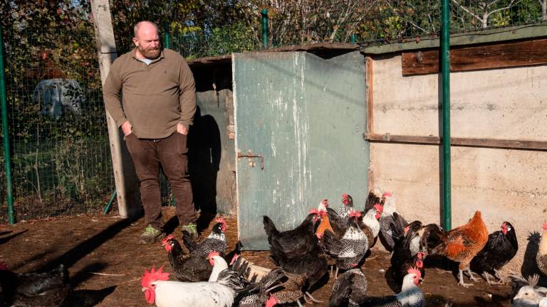 Davide Montanari allevatore custode ei suoi polli romagnoli