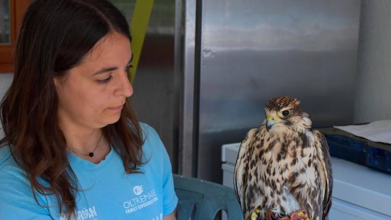 La storia del falco Giovanna: la rinascita a Oltremare Riccione