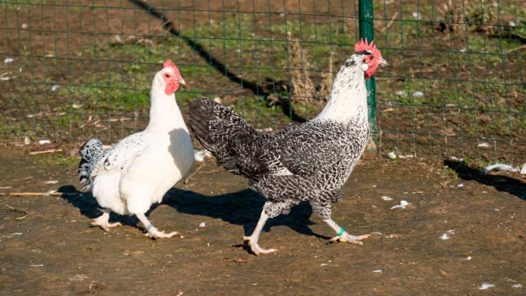 Il pollo romagnolo ora è Presidio Slow Food, salvato dall’estinzione oggi è un modello alternativo di allevamento