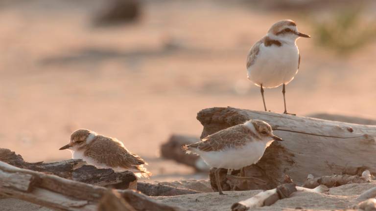 Marina di Ravenna, salvi i pulcini di fratino, la gioia dei volontari: “Grazie a tutti”