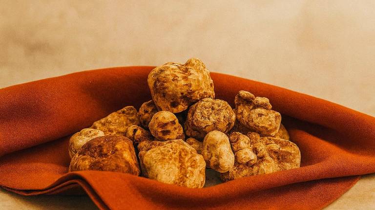Bagnacavallo, giornate dedicate alla valorizzazione del tartufo bianco