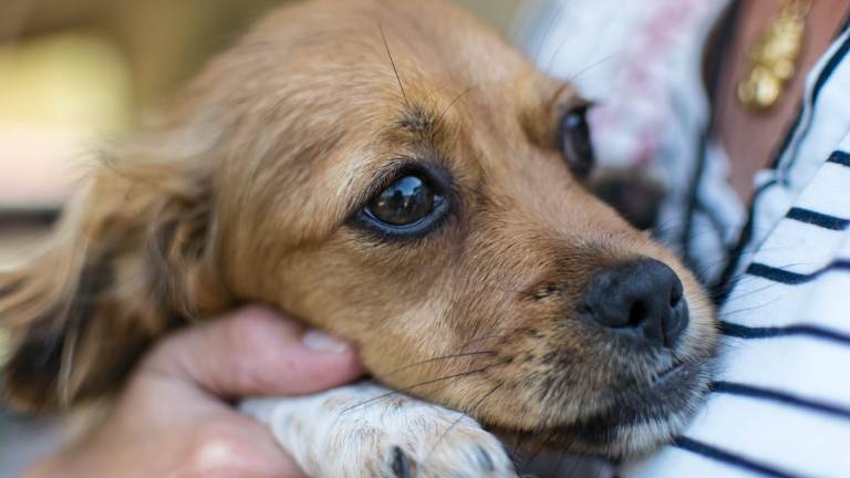 Forlì, il Capodanno e gli animali da difendere: stop ai botti e ai fuochi d'artificio