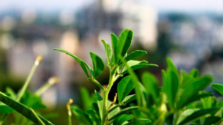 Fieno greco sul balcone: raccolto veloce in 20 giorni anche in inverno