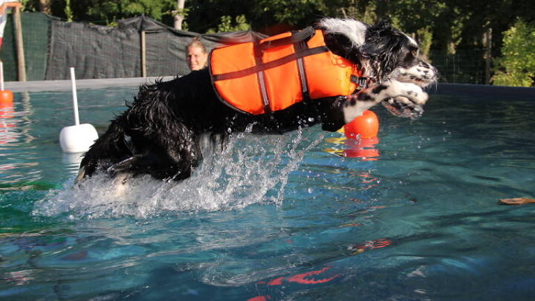 Cesena, a Diolaguardia arriva la piscina dedicata ai cani