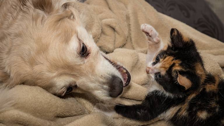 I 5 aspetti fondamentali per la salute del cane e del gatto