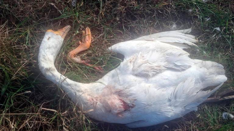 Forlì, lupi in agriturismo a San Martino Villafranca