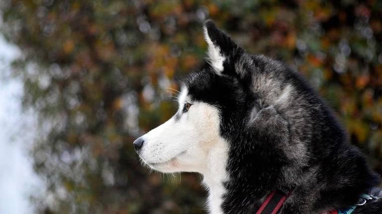 L’aggressione è avvenuta domenica scorsa (foto di repertorio)