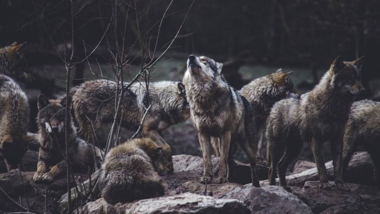 Santa Sofia, aiutateci, ci inseguono i lupi: un venerdì in preda al panico per una coppia di Bagnacavallo