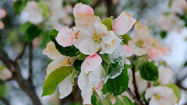 Danni da gelata su fiori di melo