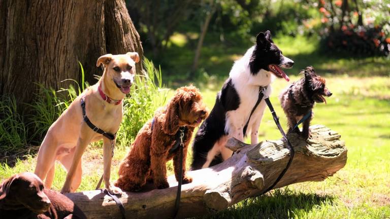 Cervia, corso gratuito per i proprietari di cani