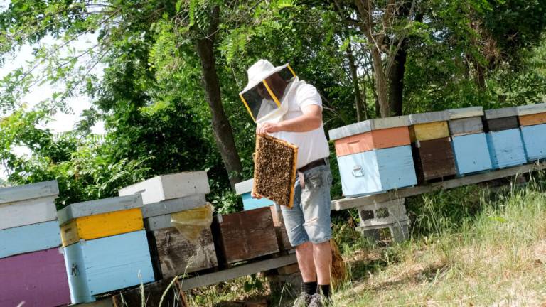 L’alleanza necessaria per salvare le api e la biodiversità
