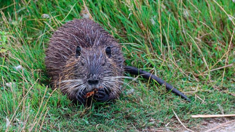 Cesena e la caccia alle nutrie: attirate in gabbia con le esche poi l’uccisione con armi da fuoco