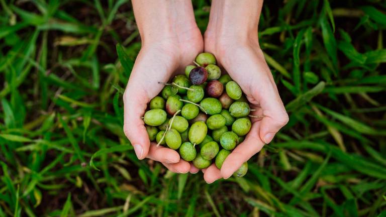 Rimini. Crollo raccolta olive, Coldiretti: «Prolifera la “mosca”»