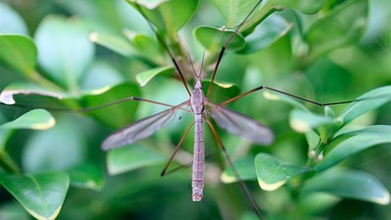 Emilia-Romagna, allarme West Nile, interessate 6 province su 9