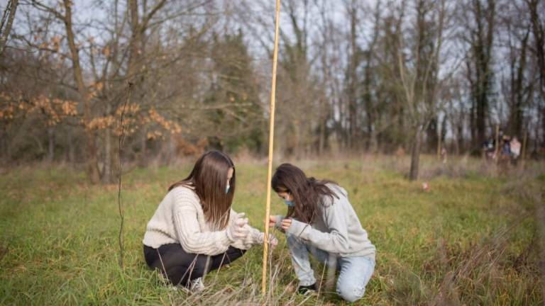 Meldola, il tesoro del bosco di Scardavilla