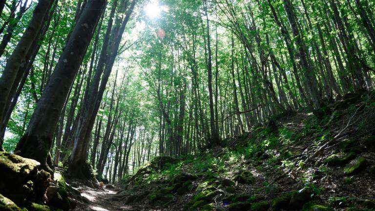 Parco Foreste Casentinesi, da 22 anni il presidente è toscano ma il territorio più ampio è in Romagna. Polemica contro il ministro