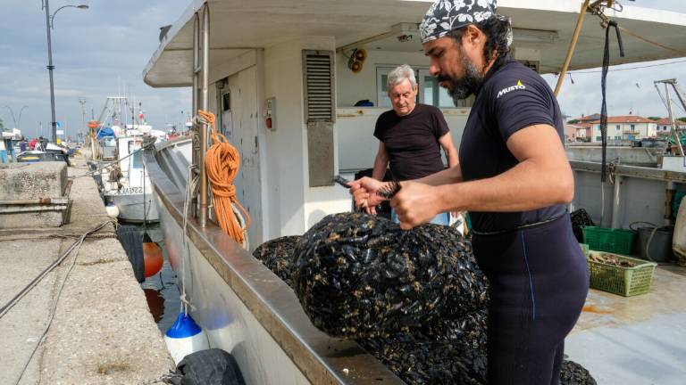 Si raccoglie la cozza di Marina di Ravenna, dal 25 la festa