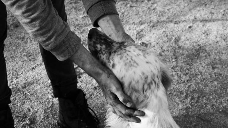 Lugo, una raccolta fondi per aiutare il cane da soccorso Burton: ecco come aderire