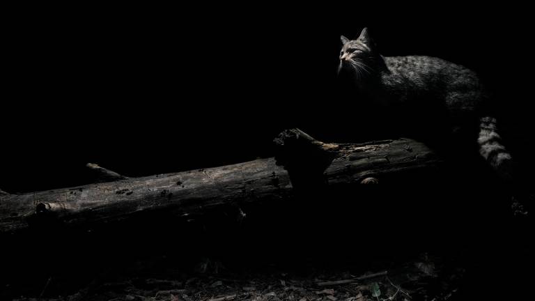 Forlì, progetto fotografico sul mondo notturno degli animali FOTOGALLERY