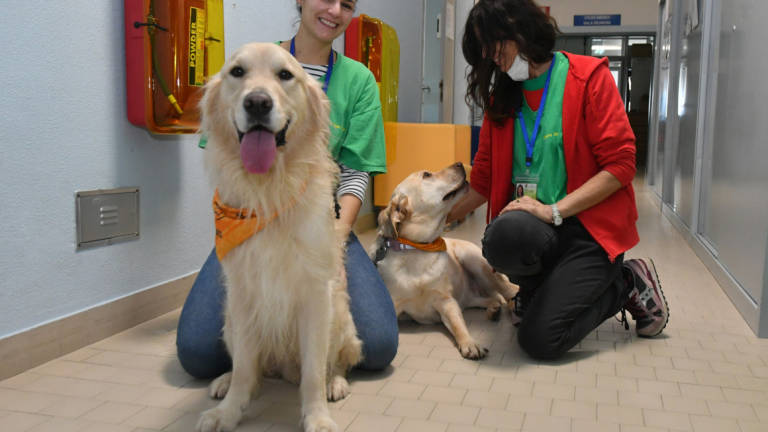 Forlì. Ecco i dog-tori: i cani diventano colleghi dei medici in Pediatria - Gallery