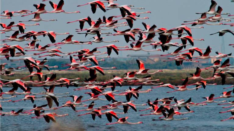 Fenicotteri in volo nella zona delle saline di Cervia