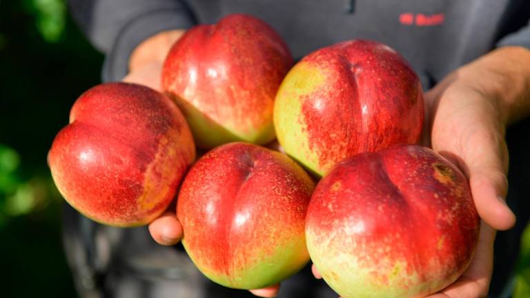 Faenza, a 23 anni Francesco rompe gli schemi con la sua azienda agricola: “Pesche e nettarine a ottobre, ecco la nuova via”