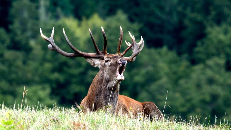 Torna il tradizionale censimento del cervo nobile nel Parco Nazionale