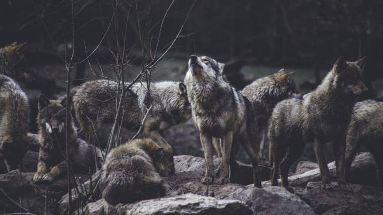 A Santa Sofia sulle tracce dei lupi. Monitoraggio con i richiami
