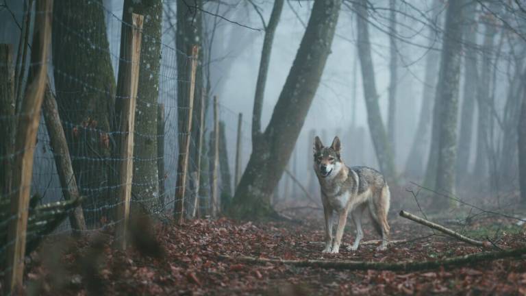 Ravenna, avvistato un lupo in pineta. La Provincia: nessun allarme