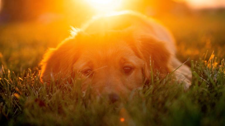 Meteo Romagna, ondate di calore fino al 24 giugno con punte fino a 40 gradi