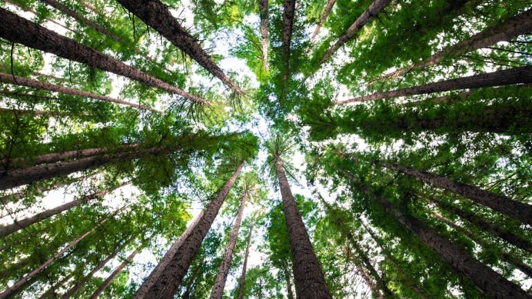 La sfida di Bertinoro: 11mila alberi, uno per abitante