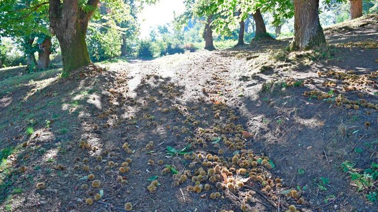 Annata d’oro per il Marrone dell’Appennino Romagnolo