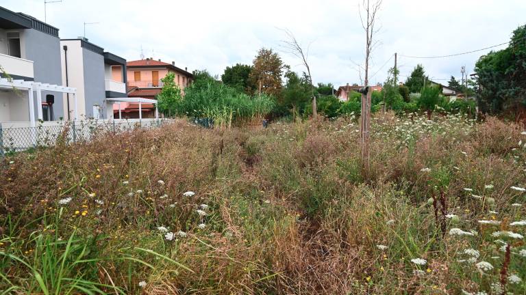 L’erba alta nell’area verde di via Alberi (foto Fabio Blaco)