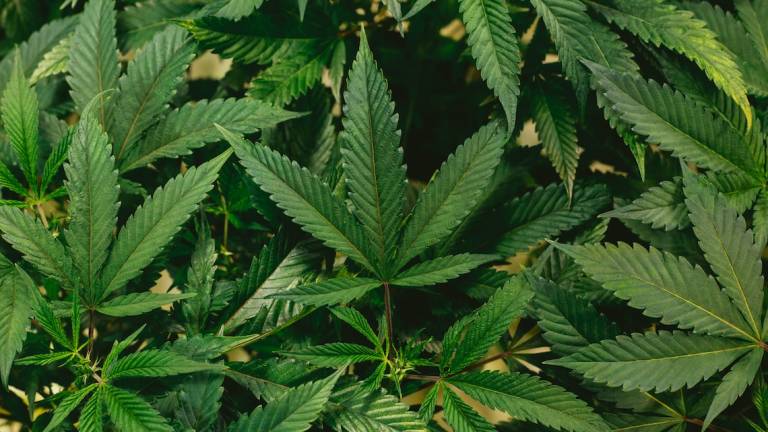 Forlì, coltiva marijuana in giardino: 30enne denunciato