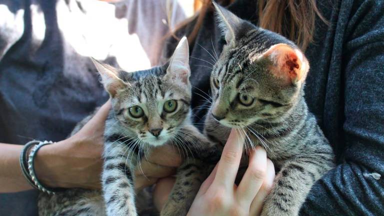 Rimini, abbandono dei gatti, l’appello: “Non sono oggetti da rottamare in estate”
