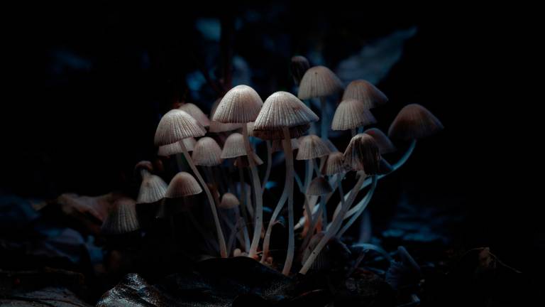 Cesena, in casa aveva tre serre di funghi allucinogeni: 23enne arrestato