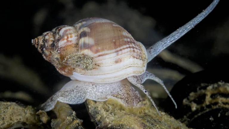 Una lumachina di mare