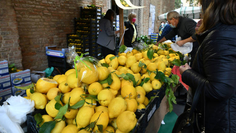 Forlì. Il centro si anima per la Fiera dei Cedri e di San Pellegrino - Gallery