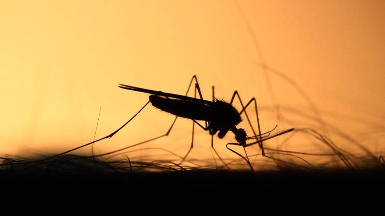 Bassa Romagna, scatta l’allerta West Nile: nuove regole e disinfestazioni obbligatorie
