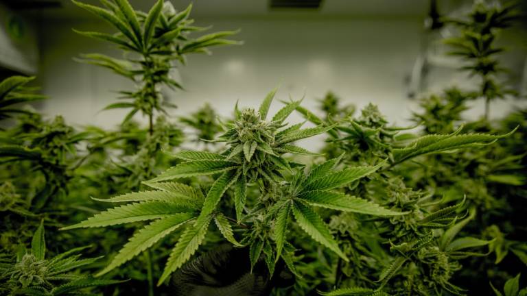Cannabis legale: i benefici riconosciuti in campo medico e scientifico