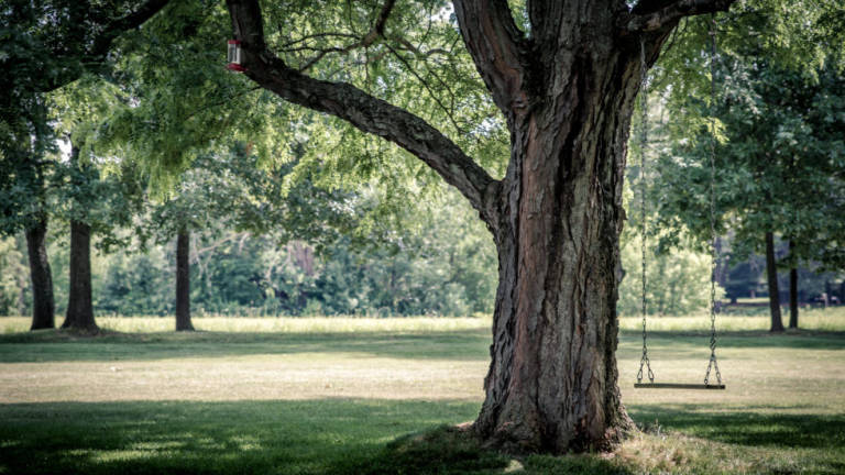 Nuovo Arboreto di Riccione, accesso gratuito al parco e case per dormire sugli alberi